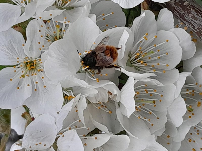L'OSMIE est une des premières abeilles à apparaître en mars. Elle est  utile pour la pollinisation des fruitiers précoces. MARIE-PIERRE TESSIER